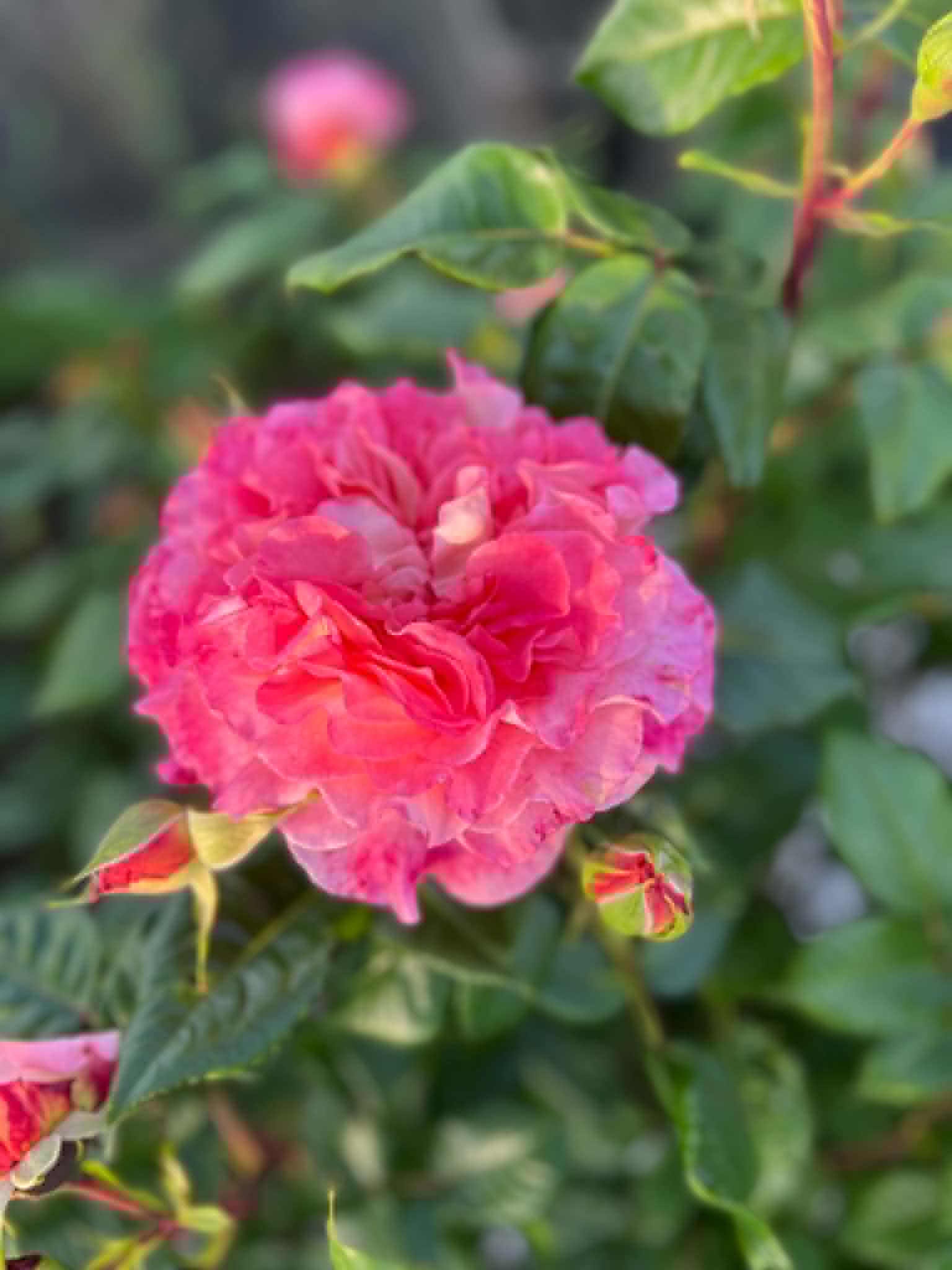 Oh My Rose