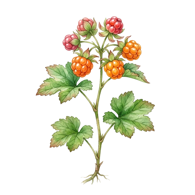 Cloudberry