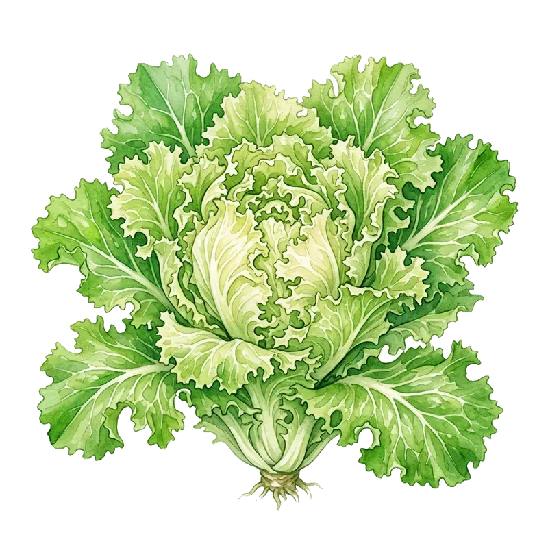 Sydcikoria