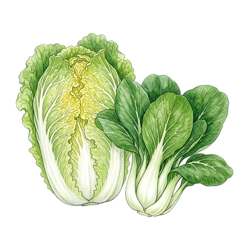 Chinese Cabbage