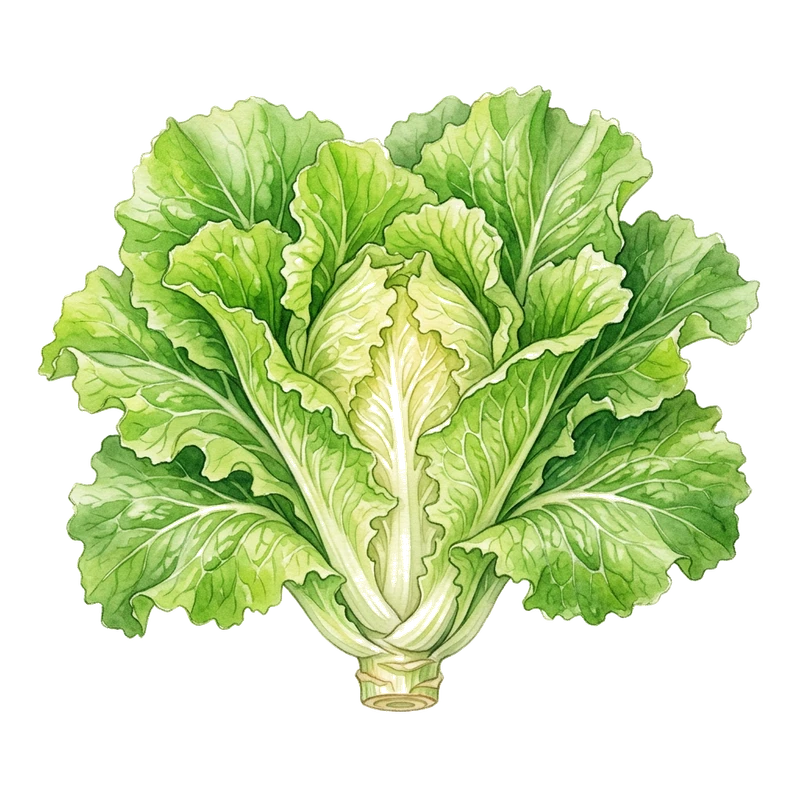 Escarole