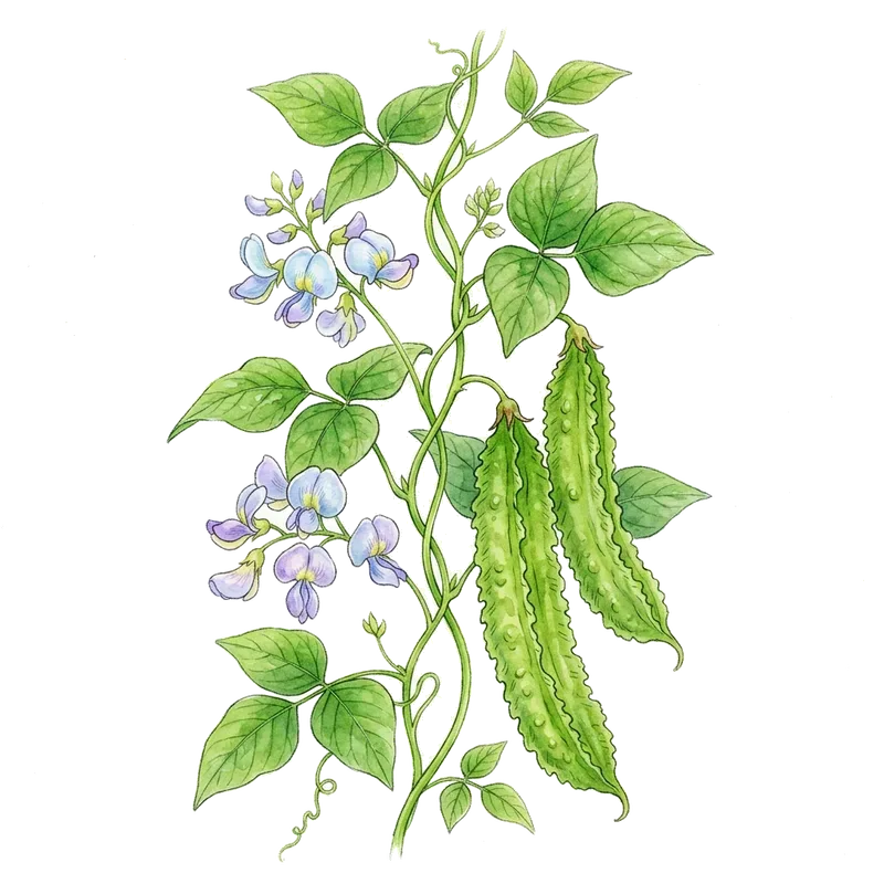 Vinged bönor