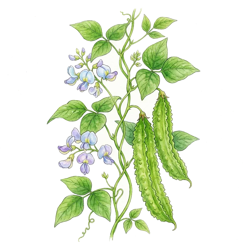 Winged bean
