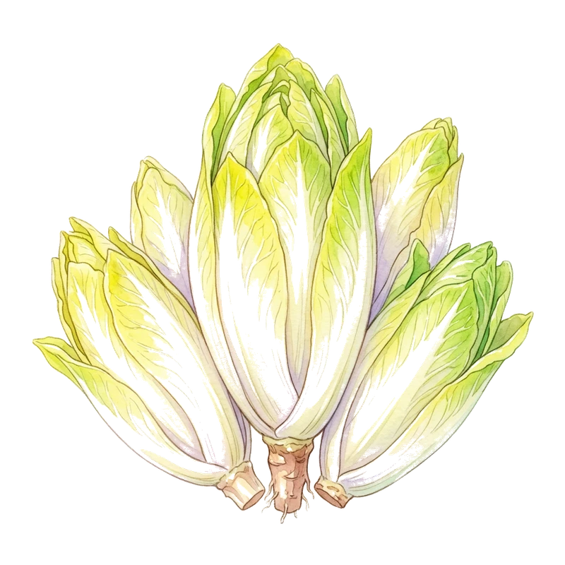 Belgian Endive