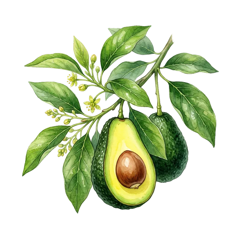 Avokado