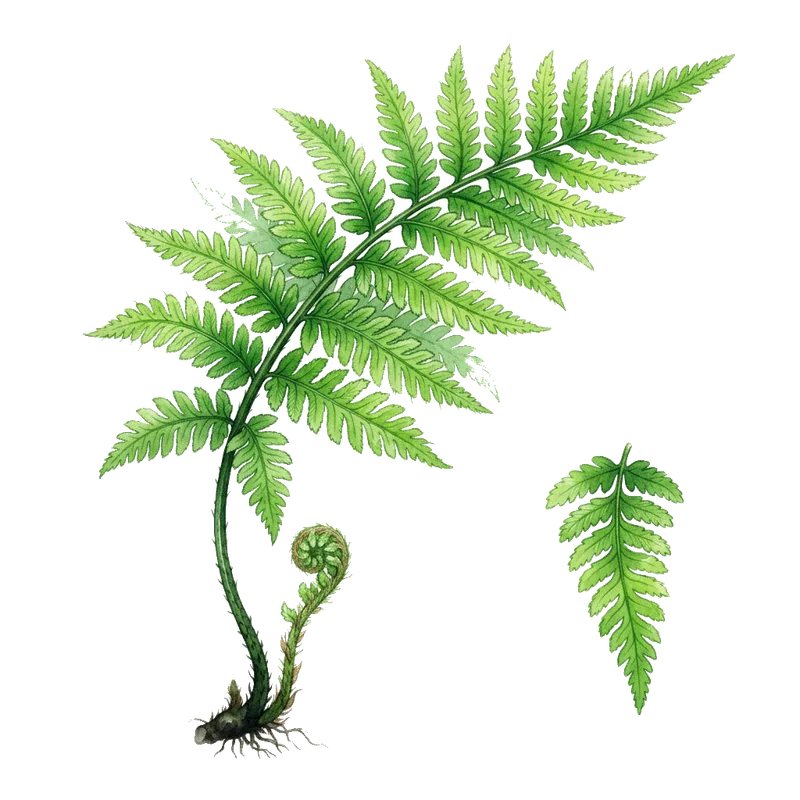 soft shield fern