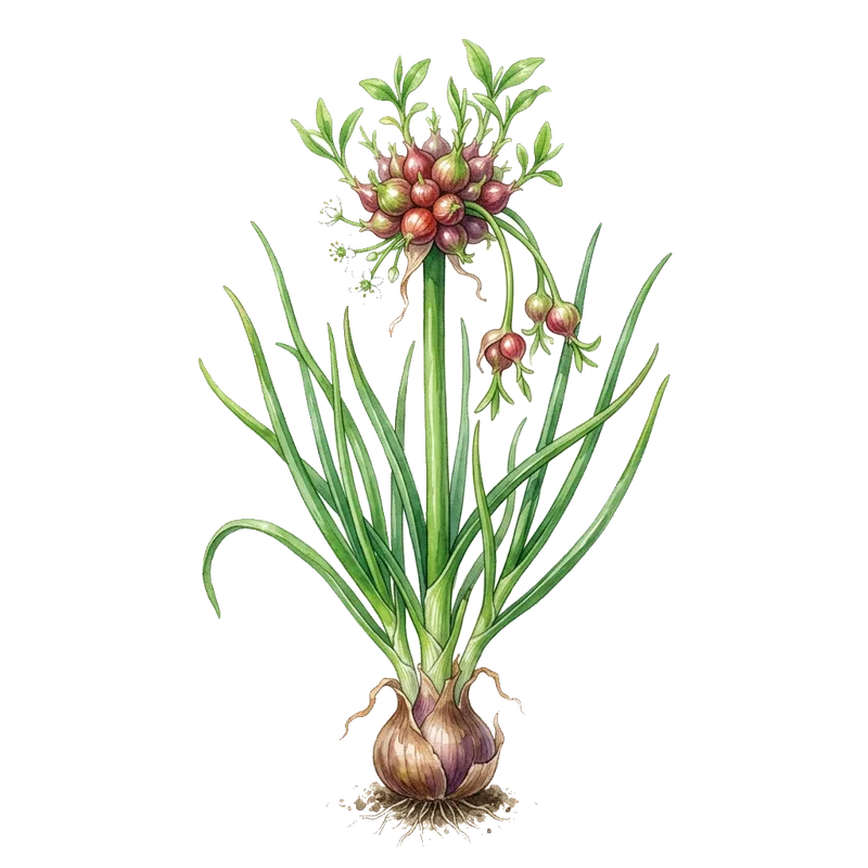 Walking onion