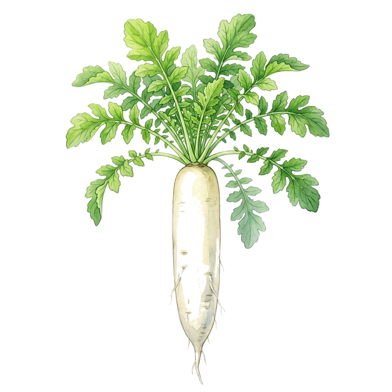 Daikon