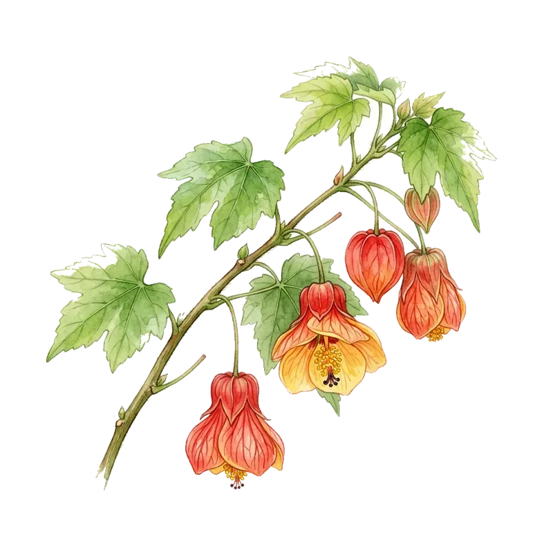 Chinese Lantern