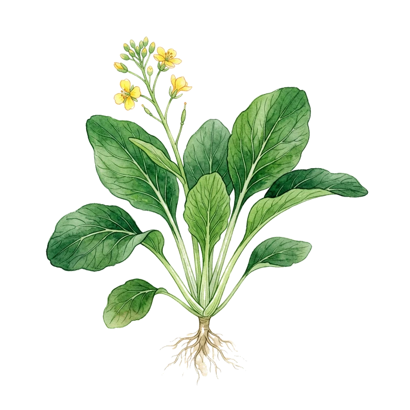 Choy Sum