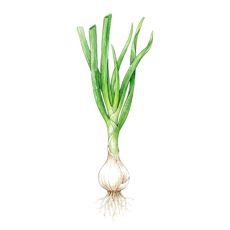Spring Onion