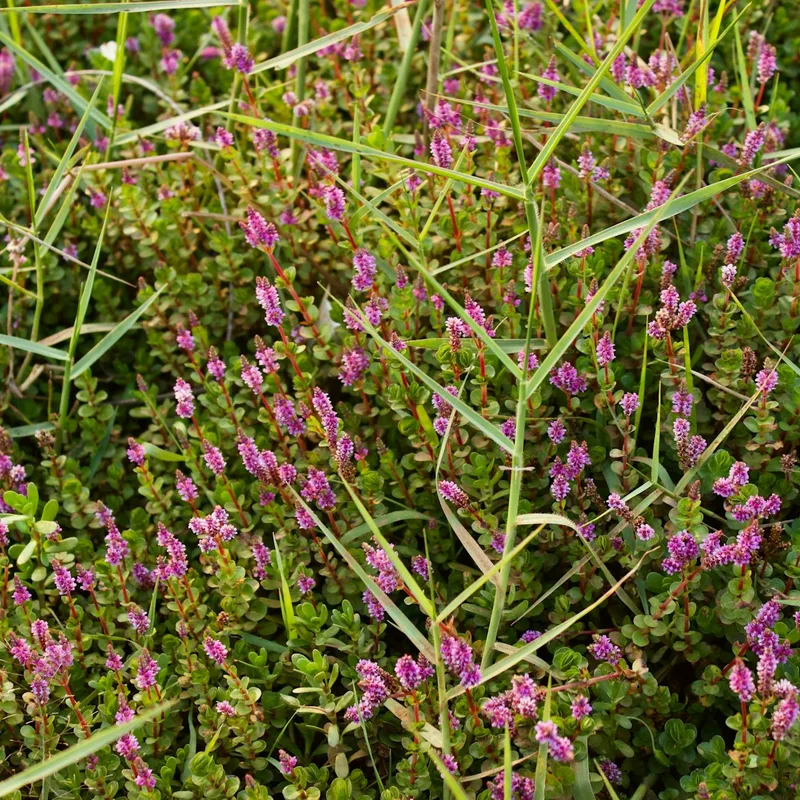 Thyme