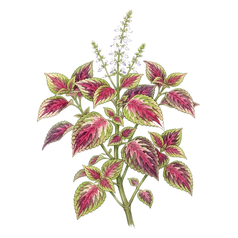Coleus