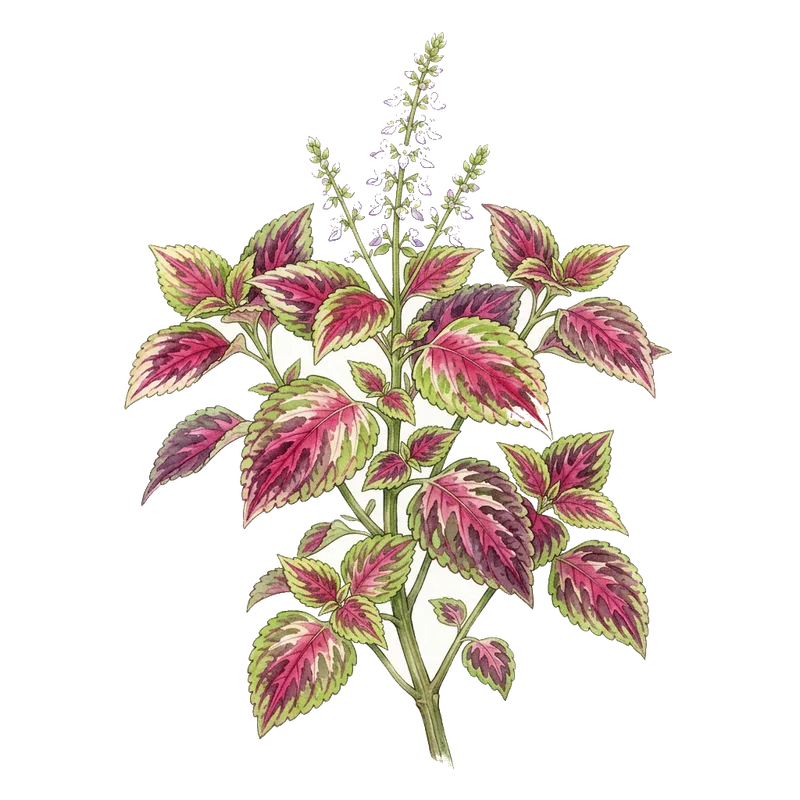 Coleus