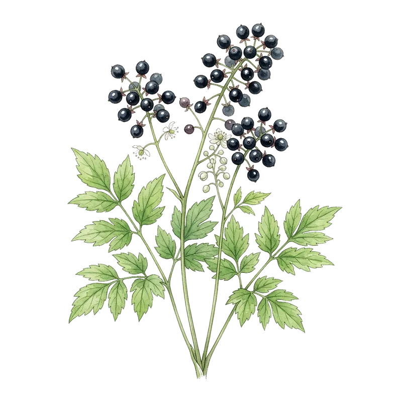 baneberry