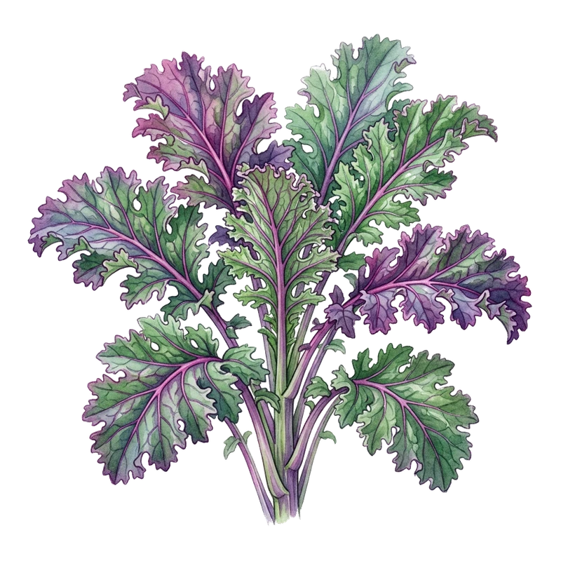 Red Russian Kale