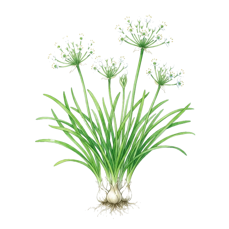 Garlic chives