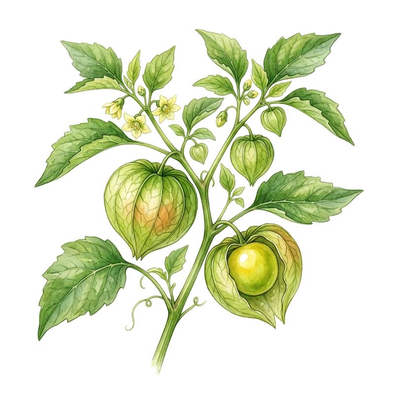 Tomatillo