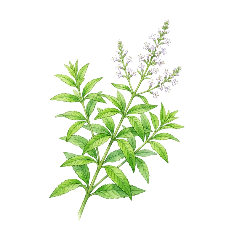Lemon Verbena