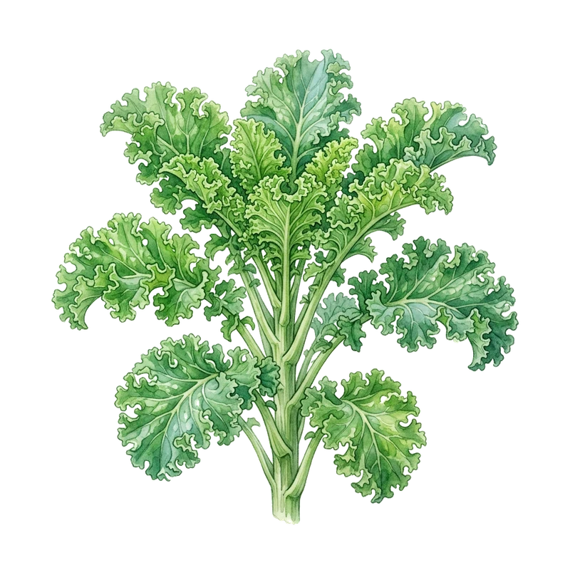 Curly Kale