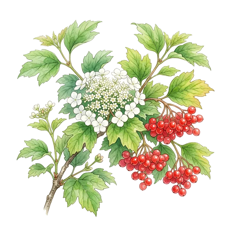 Viburnum