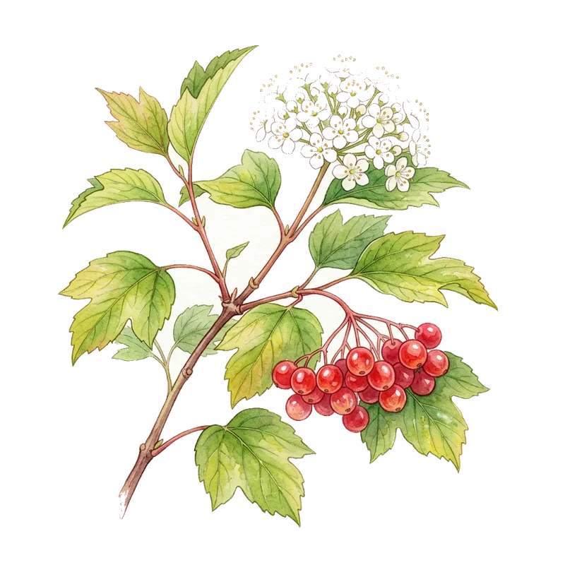 Highbush Cranberry