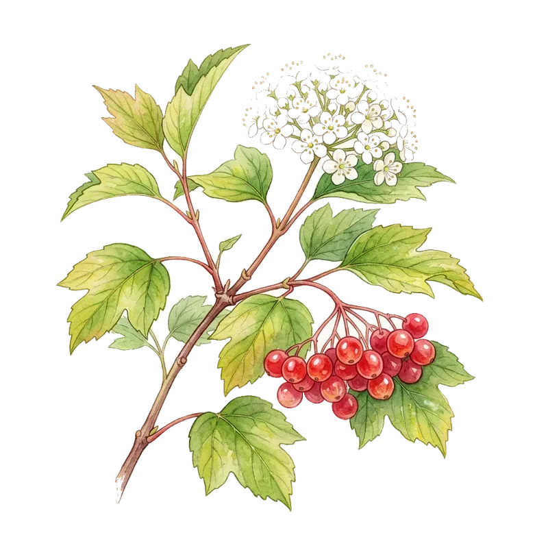 Highbush Cranberry