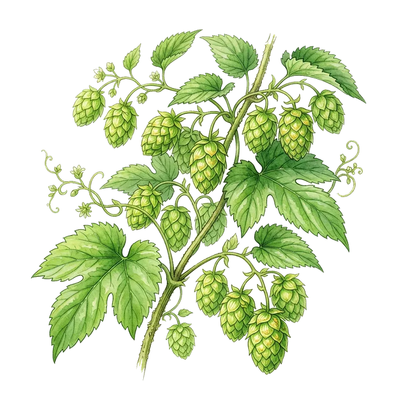 Common Hops