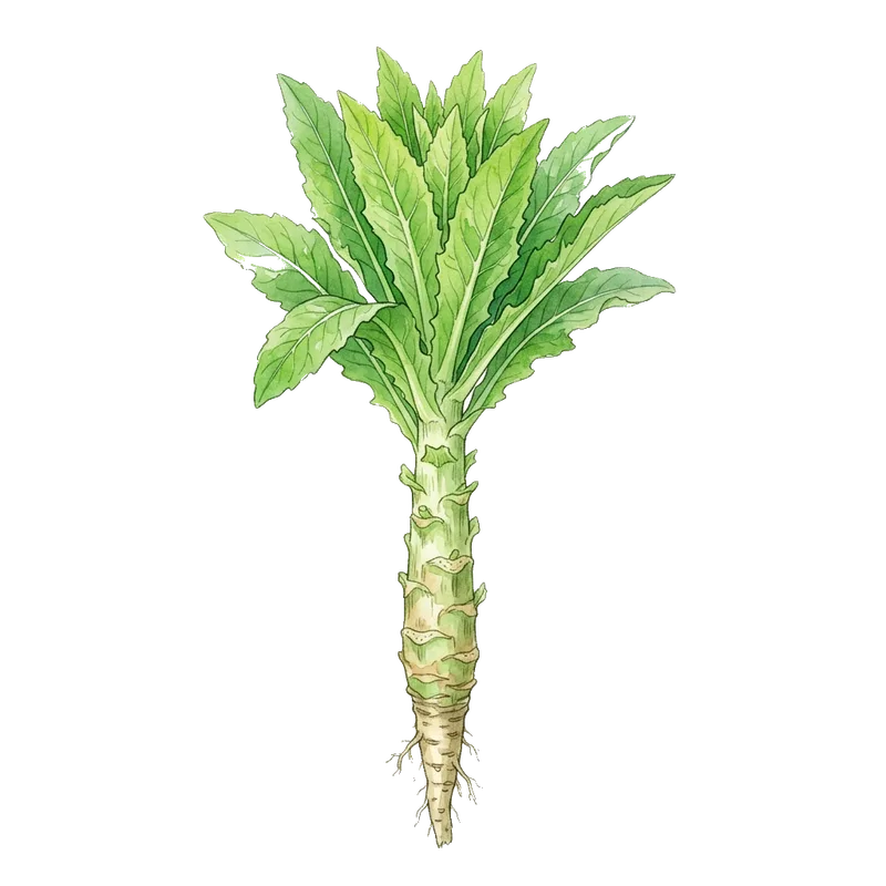 celtuce