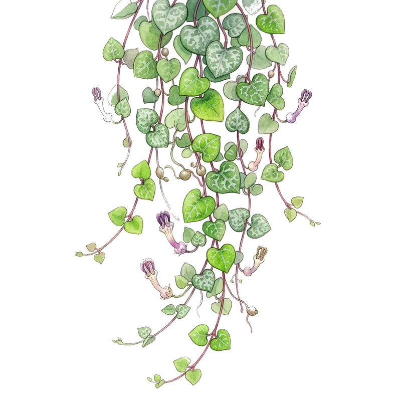 String of Hearts