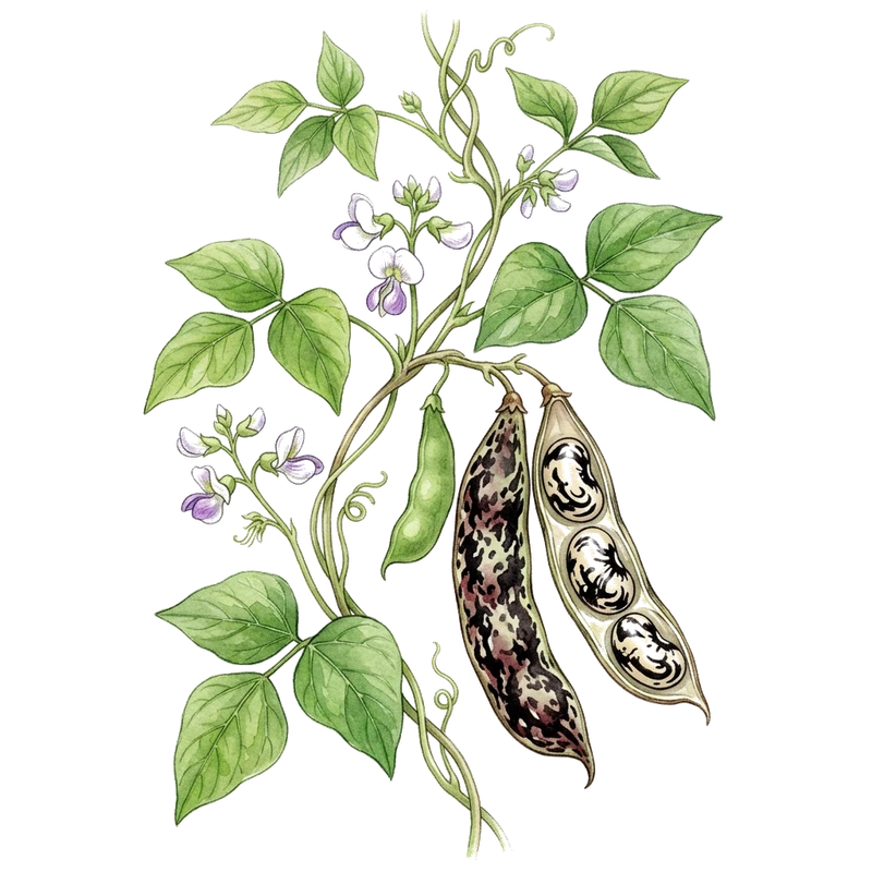 Black Zebra Lima