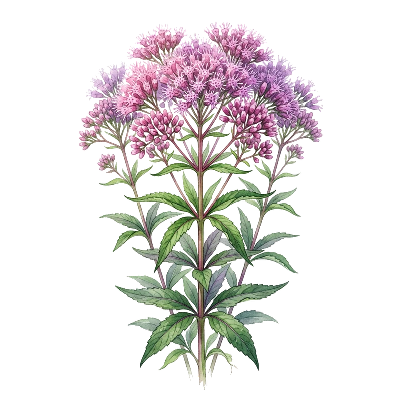 Joe Pye Weed
