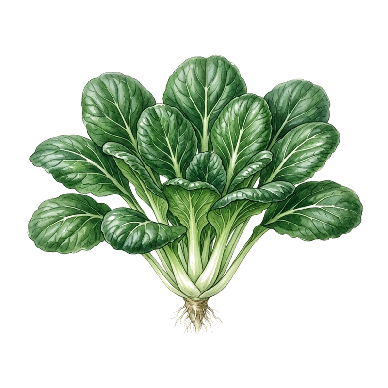 Tatsoi