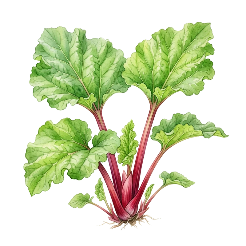 Rhubarb