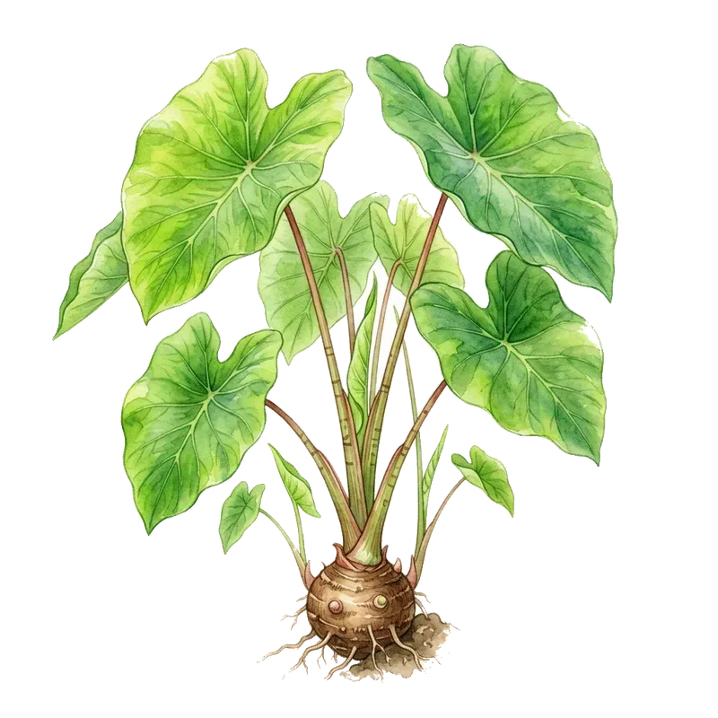 Taro