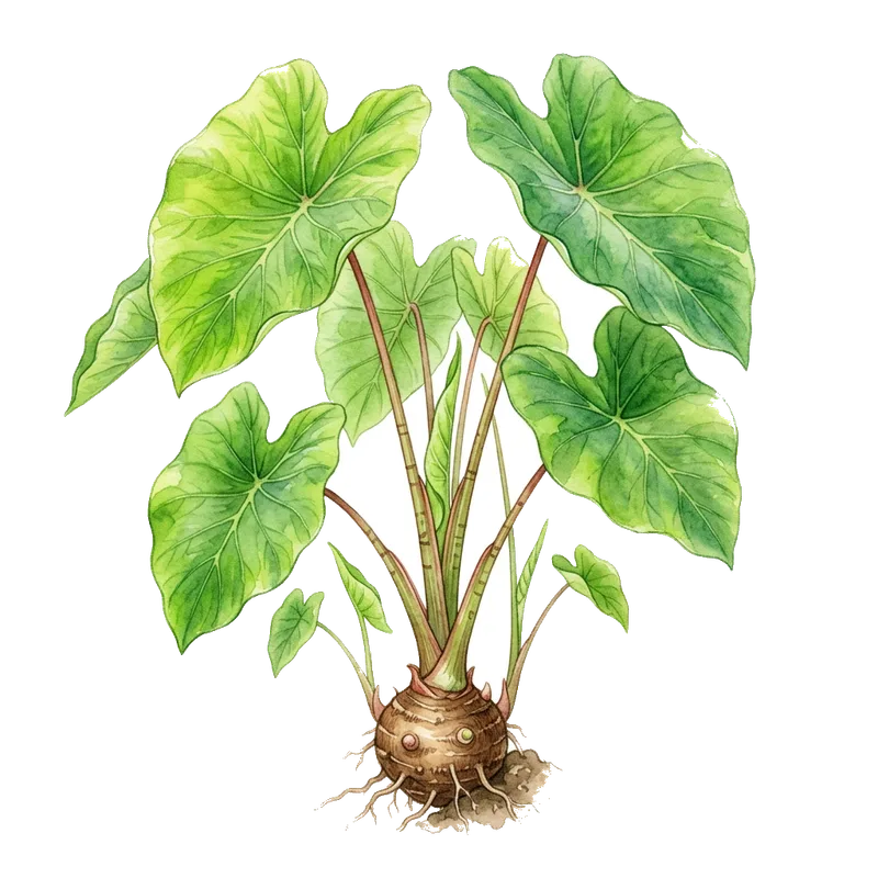 Taro
