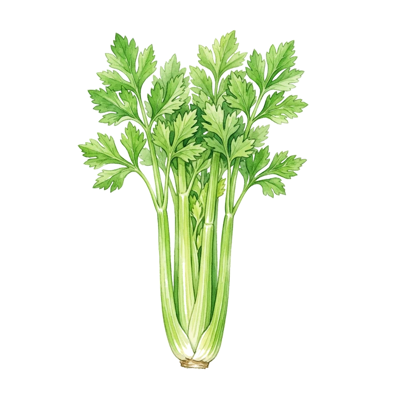 Selleri