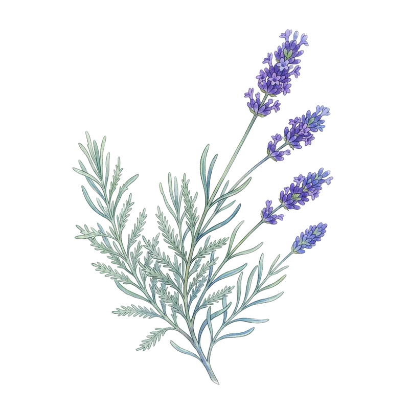 Lavendel