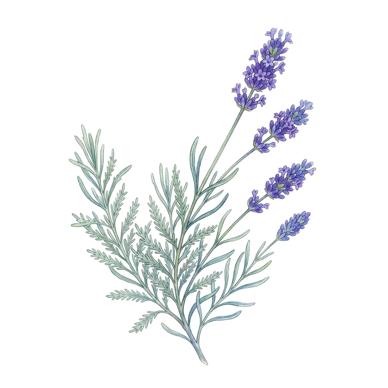 Fernleaf Lavender