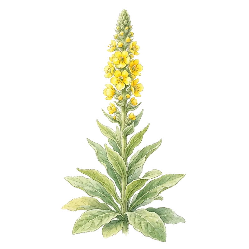 Facklört