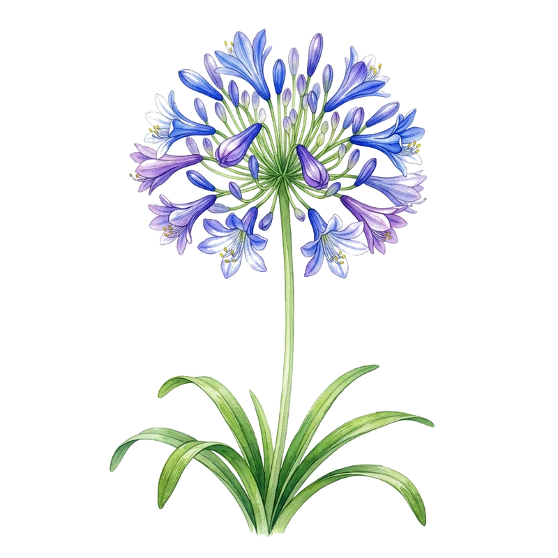 Agapanthus