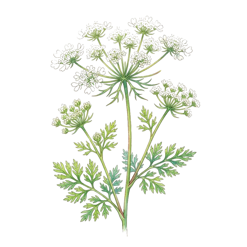 white laceflower
