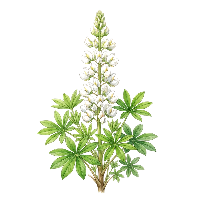 Vit lupin