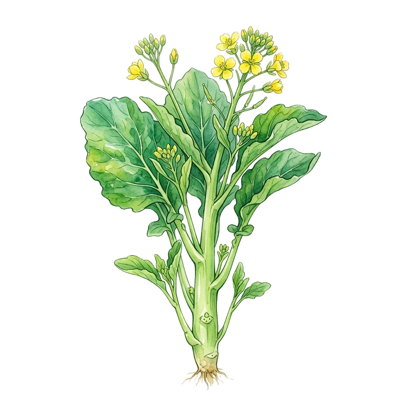 Gai Lan