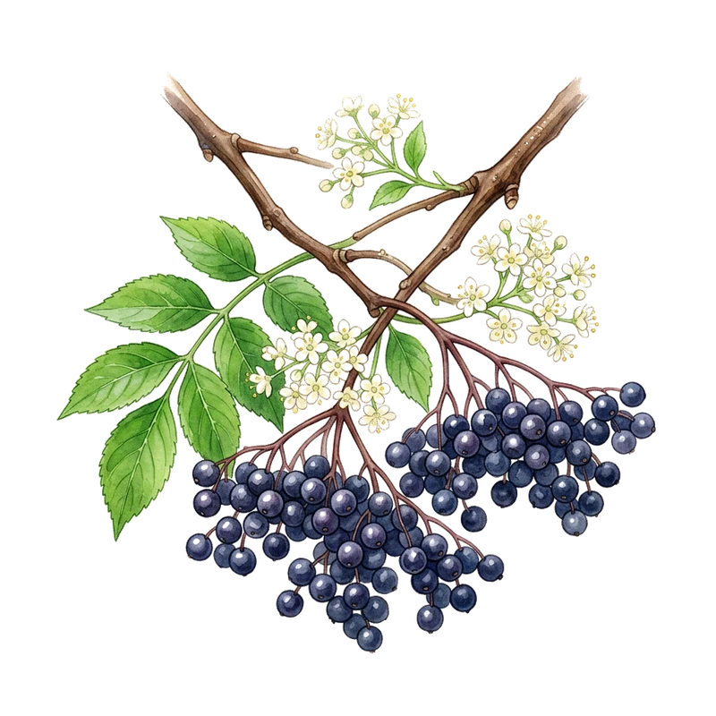 Elderberry