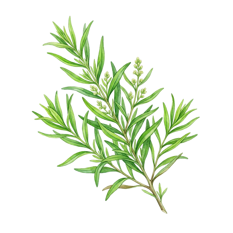 French Tarragon