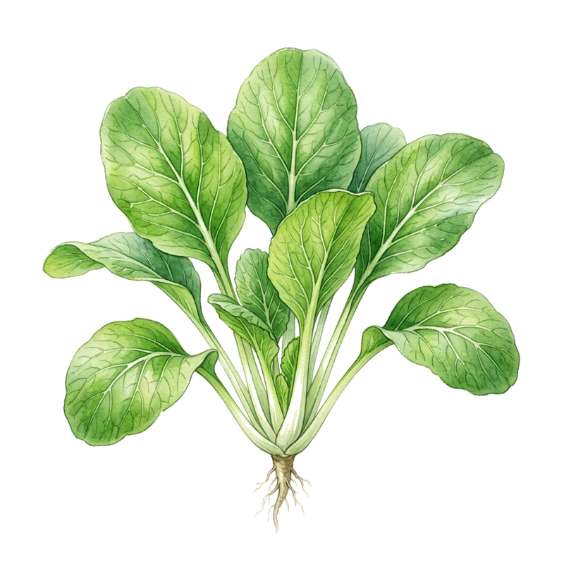 Komatsuna