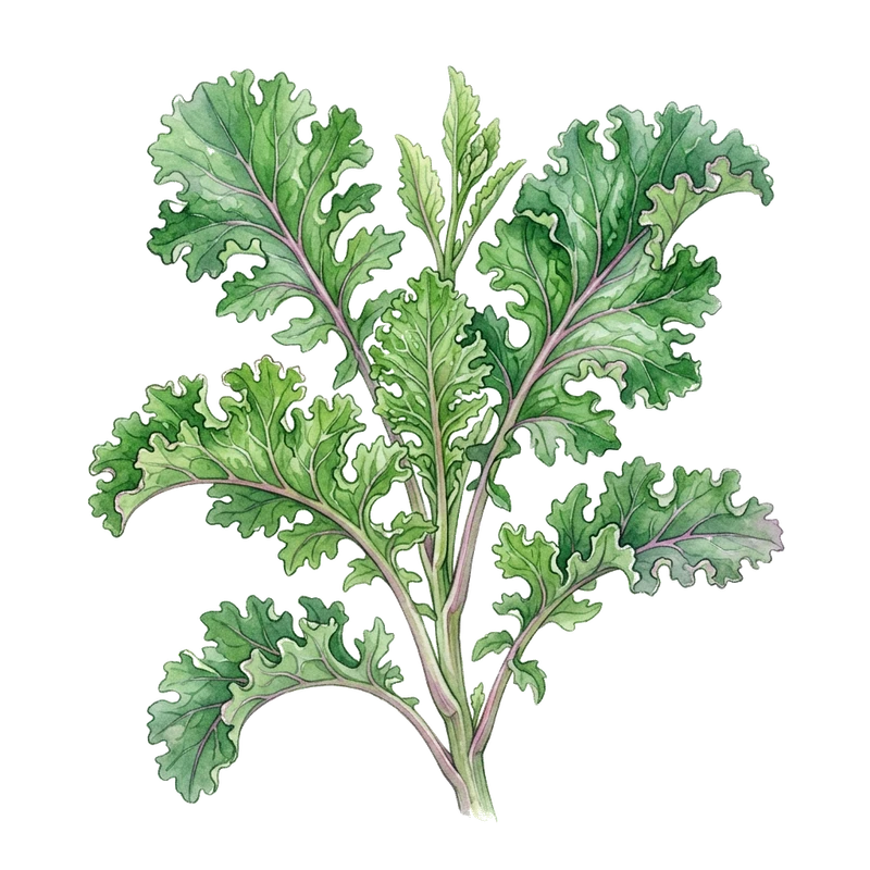 Siberian Kale