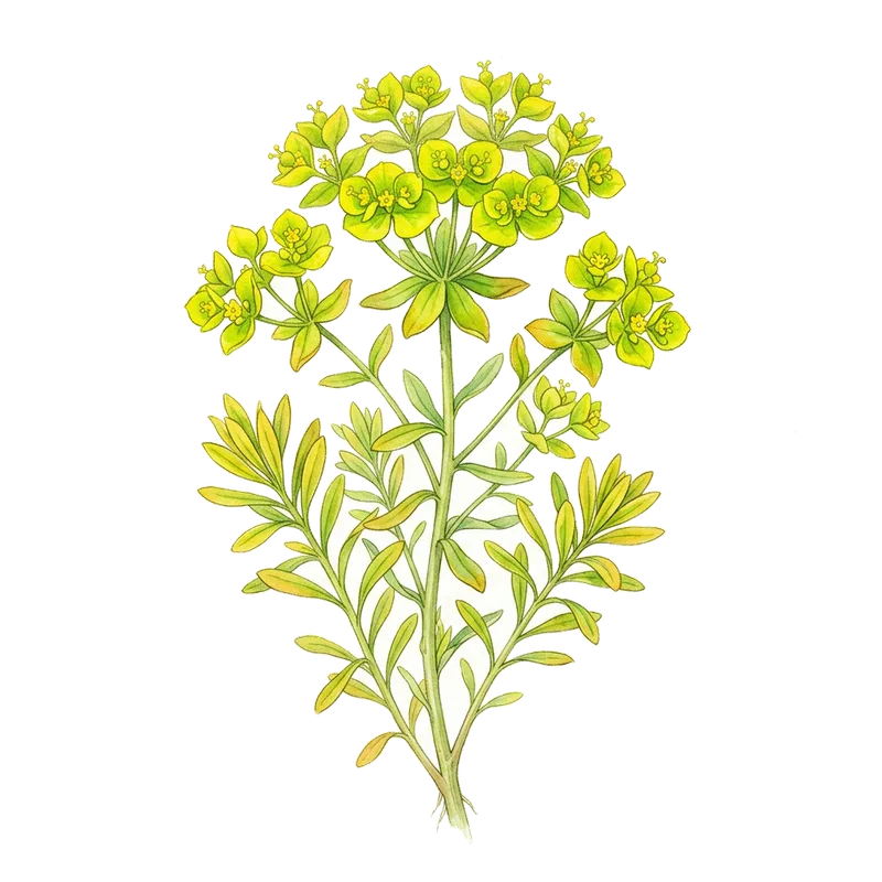Spurge