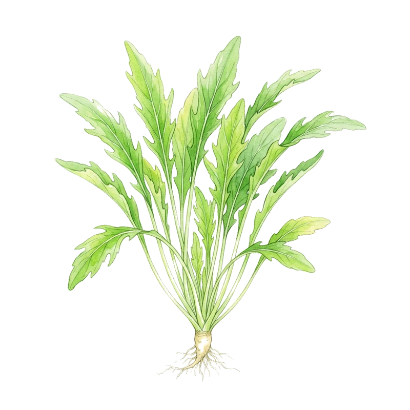 Mibuna